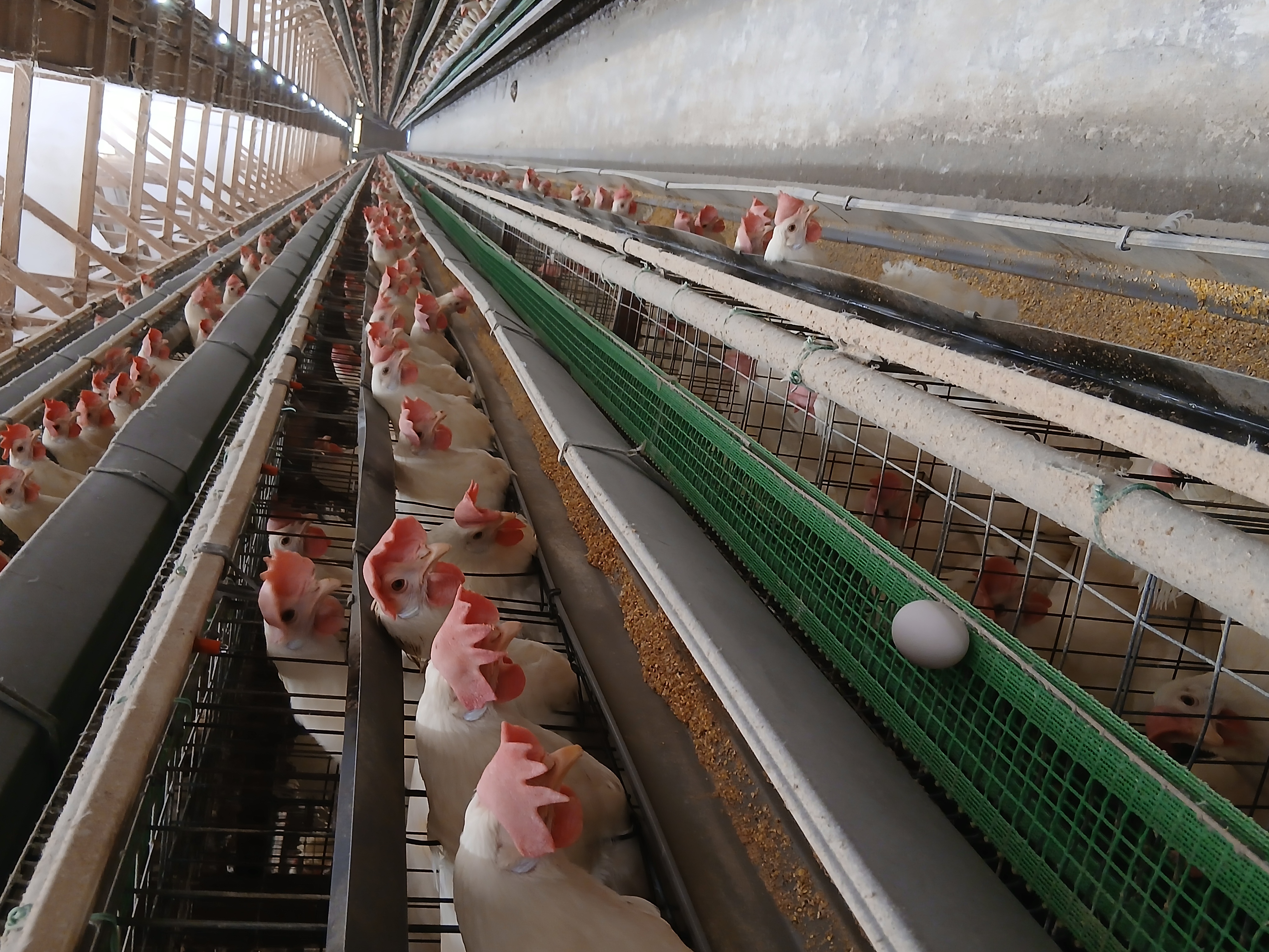 オールイン・オールアウト方式のサイクル