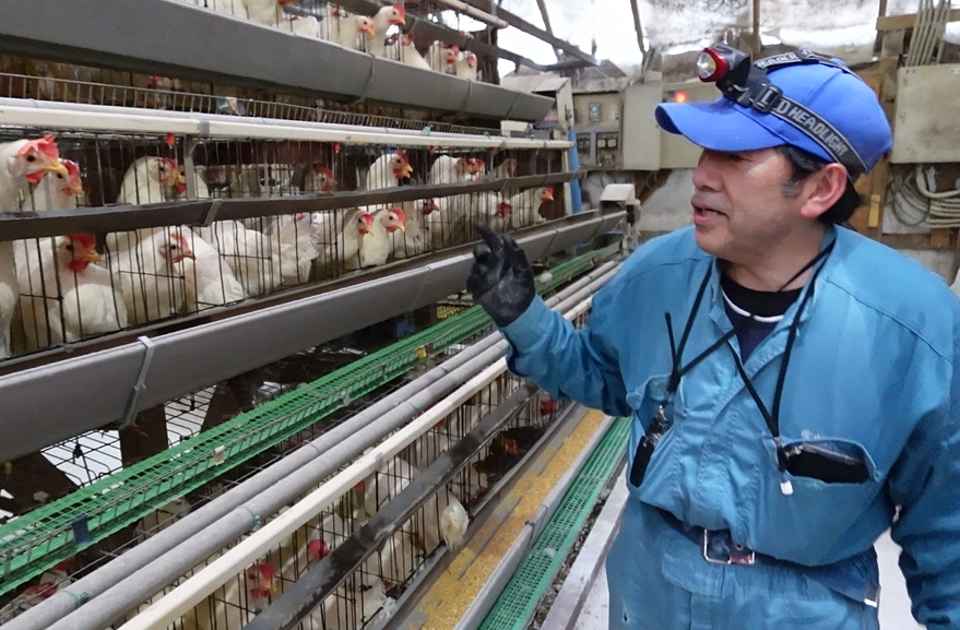 オールイン・オールアウト方式による清潔な鶏舎管理